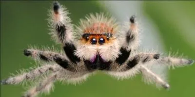 Les araignées possèdent 6 pattes.