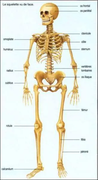 Le corps humain comporte 206 os.