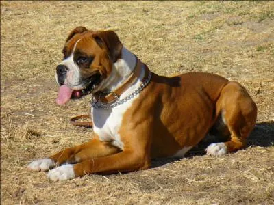 Le Boxer est une race de chien allemande.