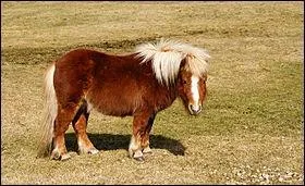 Comment appelle-t-on ce cheval ?