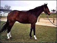 Combien mesure un "Selle français" au garrot ?