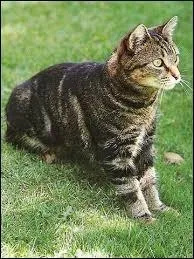 Qu'est-ce qu'un chat haret ?