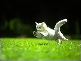 Quelle est la vitesse maximale qu'un chat peut atteindre en courant ?