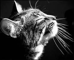 Combien de moustaches possèdent les chats ?