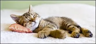 Combien de temps en moyenne la chat dort-il par jour ?