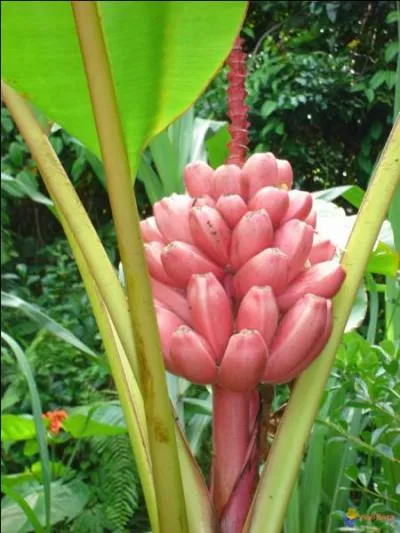Comment appelle t-on ce bananier rustique à fleurs roses, aux fruits non comestibles ?