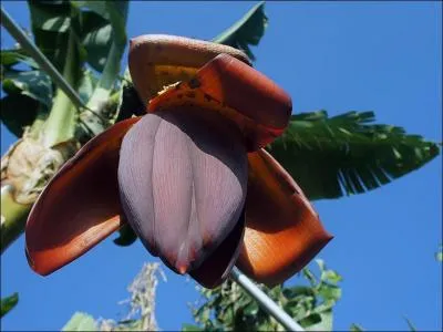 Comment appelle t-on le bourgeon du bananier ?