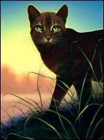 Qui est le frère d'Étoile Grise ?