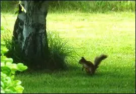 Que signifie l'expression "Mettre les écureuils à pied" ?
