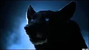 Qui est ce loup ?
