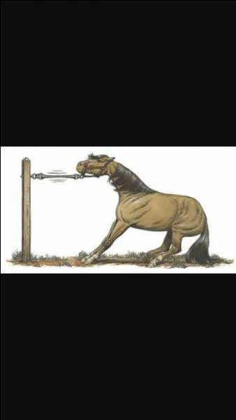 Que dit-on d'un cheval qui tire de toutes ses forces sur sa longe, lorsqu'il est attaché ?