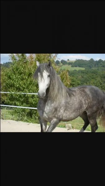 De quel côté montes-tu à cheval ?