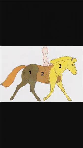 Quel numéro désigne l'arrière-main ? (voir photo)