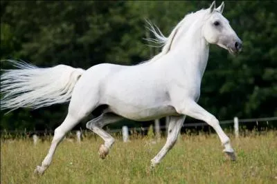 Quelle est la race du cheval sur la photo ?