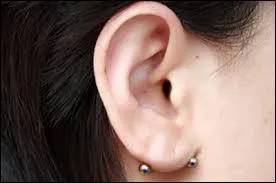 Comment se nomme celui-ci ?