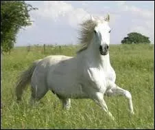 Quelle est la couleur de la robe de ce cheval ?