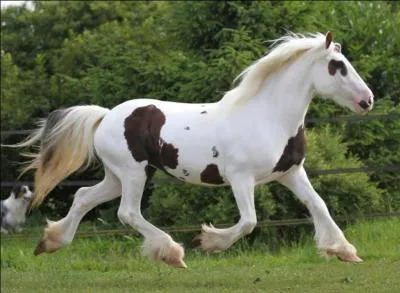 Quelle est la race de ce cheval ?