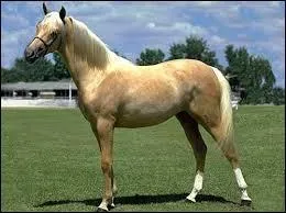 Quelle est la couleur de ce cheval ?