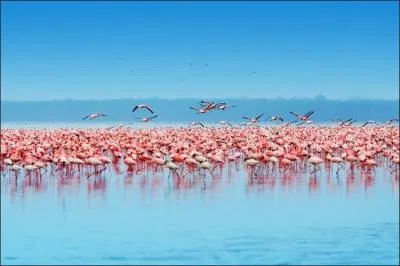 Plus de 2 millions de flamants roses se posent sur le lac de Bogoria. Lac salé d'Afrique situé ... .