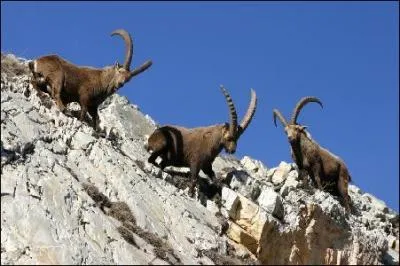 Plus de 200 bouquetins seront tués dans le massif du Bargy, accusés de transmettre la brucellose. Dans quelle région se trouve ce massif ?