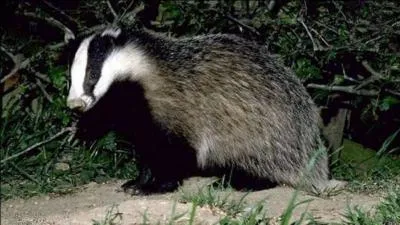 La femelle du blaireau est la ... .