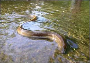 Je file entre les mains.