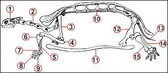 Combien d'os les tortues ont-elles en commun avec un humain ?