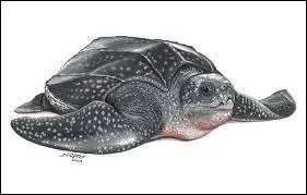 Combien d'ongles ont les tortues luth ?