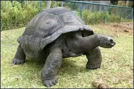 Quelle est la tortue la plus grande du monde ?