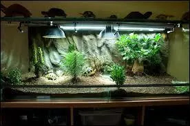 La tortue veut tout le temps ___ de son terrarium.