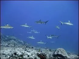 Quel pays est-ce ? Sous ce pays, on trouve une vallée gigantesque.