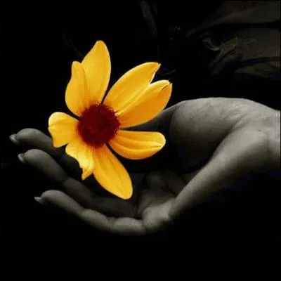 Parmi ces trois fleurs, laquelle n'est pas jaune ?