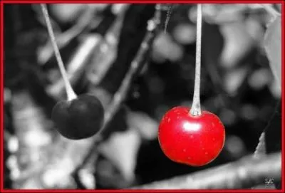 Parmi ces variétés, laquelle n'est pas une cerise ?