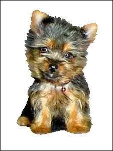 Quelle différence y a -t-il entre un yorkshire et un pitbull qui pissent sur votre pantalon ?