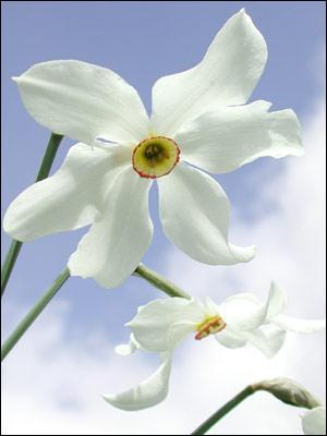 Quelle est cette ravissante fleur blanche ?