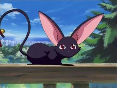 Et pour finir, comment s'appelle ce chat aux longues oreilles ?