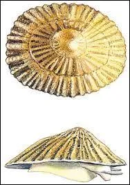 La patelle, petit coquillage à coquille conique, est surnommé :