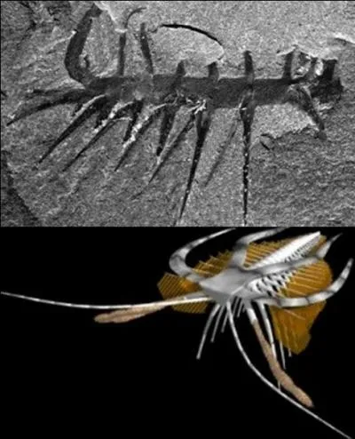 Il y a 600 millions d'annes, la vie commence  pulluler. On trouve la faune d'Ediacara, puis la faune Tommotienne (544 millions d'annes) et d'autres se succdent.
Mais, o les trouve-t-on ?