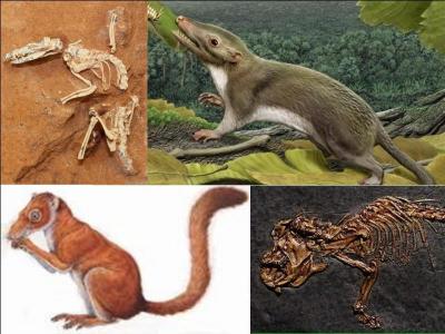 Il y a 230 millions d'années, environ, deux espèces nouvelles apparaissent. L'une d'elles disparaîtra, l'autre survivra et donnera les différentes espèces humaines, bien plus tard.Quelles sont-elles ?