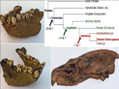 Vous me direz,  et nos anctres les hominids, on y arrive ?  Patience, on va parler d'abord de leurs prdcesseurs. Ils sont apparus il y a 60 millions d'annes.
Oublions les  intermdiaires , serez-vous capable de trouver leur nom ?