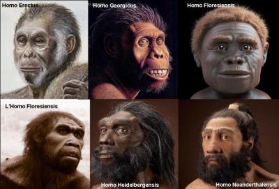 Les hominidés sont nos ancêtres, ils sont apparus il y a 7 millions d'années. L'homo sapiens (nous, autrement dit) est apparu il y a grosso modo 200 000 ans. Nous avons pour ancêtre (« arrière-grand-père ») l'homo erectus (-1 million d'années à -300 000 ans).Sauriez-vous trouver cette espèce « d'homo » qui n'a pas le même ancêtre que nous, l'homo erectus ?
