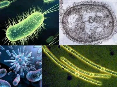 Il y a 4 milliards d'annes (3, 8 milliards d'annes, pour certains scientifiques), c'est le grand dbut, mais avec de toutes  petites choses  qui deviendront de  grosses et de grandes choses .
Que se passe-t-il ?