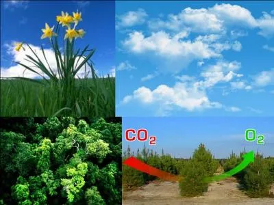 Il y a 3, 46 milliards d'annes, un phnomne important commence. Ce phnomne continue  exister maintenant, heureusement pour nous. Hlas, nous sommes en train de le polluer ce qui en rsulte avec nos industries
Qu'est-ce qu'il se passe ?