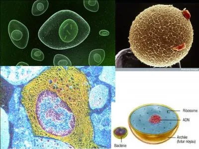 Il y a deux milliards d'années, une nouvelle créature apparaît. Les bases de la vie actuelle viennent d'apparaître. Tout va commencer à partir de ce moment ! 
Que se passe-t-il ?