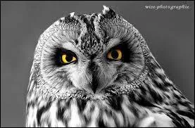 Mon quiz est chouette, mais vous prtendez avoir vu une faute dans la question prcdente :