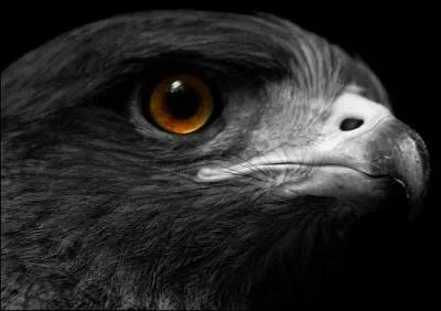 Voici l'aigle noir de Barbara : il avait les yeux ....
