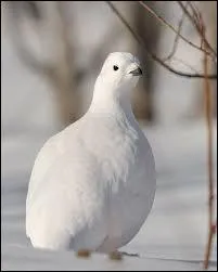 Qu'appelle-t-on oeil de perdrix ?