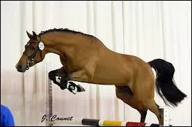 Quelle position doit avoir le cavalier ?