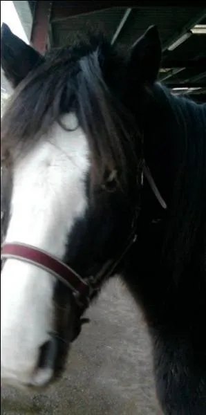 Comment appelle-t-on les narines des chevaux ?