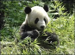 Dans quel pays vivent les pandas qui sont en libert ?